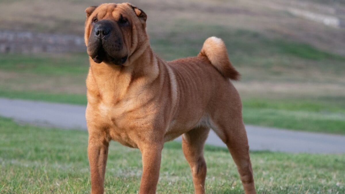 10 Dog Breeds with Purple & Black Tongues 3 10 Dog Breeds with Purple & Black Tongues - shar pei ss2087512501