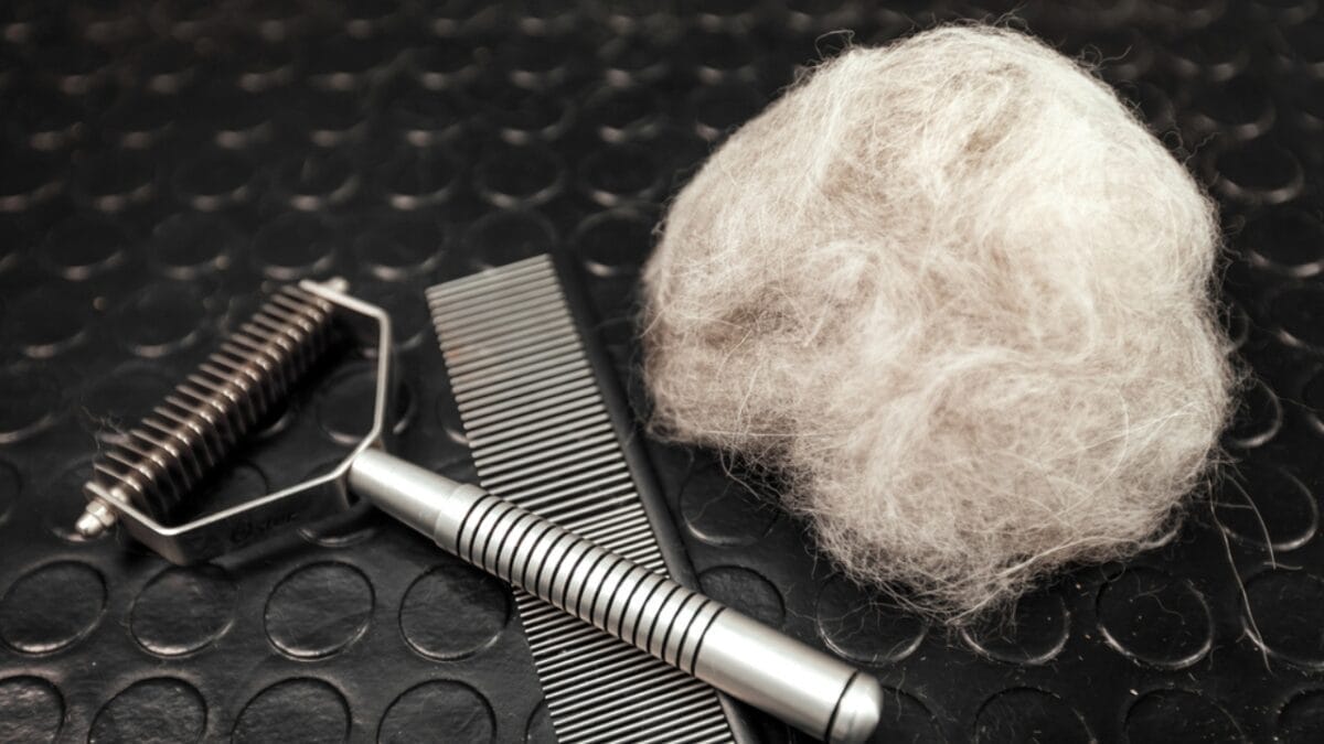 Whether You Have an Otterhound or Not, These 10 Tips Will Keep Water-Loving Dogs Happy 8 Whether You Have an Otterhound or Not, These 10 Tips Will Keep Water-Loving Dogs Happy - shed dog dp550908006