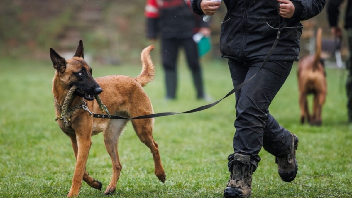 15 Tips to Stop Your Dog from Pulling on the Leash 12 15 Tips to Stop Your Dog from Pulling on the Leash - sheepdog training leash ss2305176363
