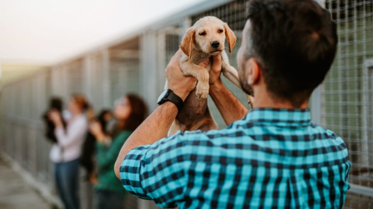 Are You Ready to Adopt a Dog? Here's Everything You Should Consider 3 Are You Ready to Adopt a Dog? Here's Everything You Should Consider - shelter dog ss2056690790