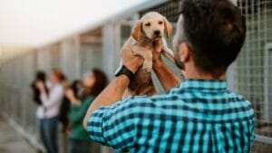 10 Things to Do Before Bringing Your Rescue Dog into Your Home 1 10 Things to Do Before Bringing Your Rescue Dog into Your Home - shelter dog ss2056690790