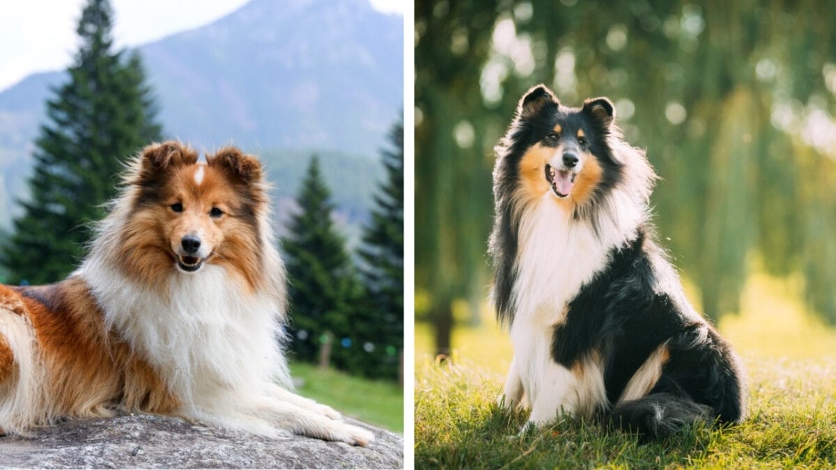 10 Pairs of Dog Breeds That Almost Look Identical - shetland and collie ss1110429773 1929652544