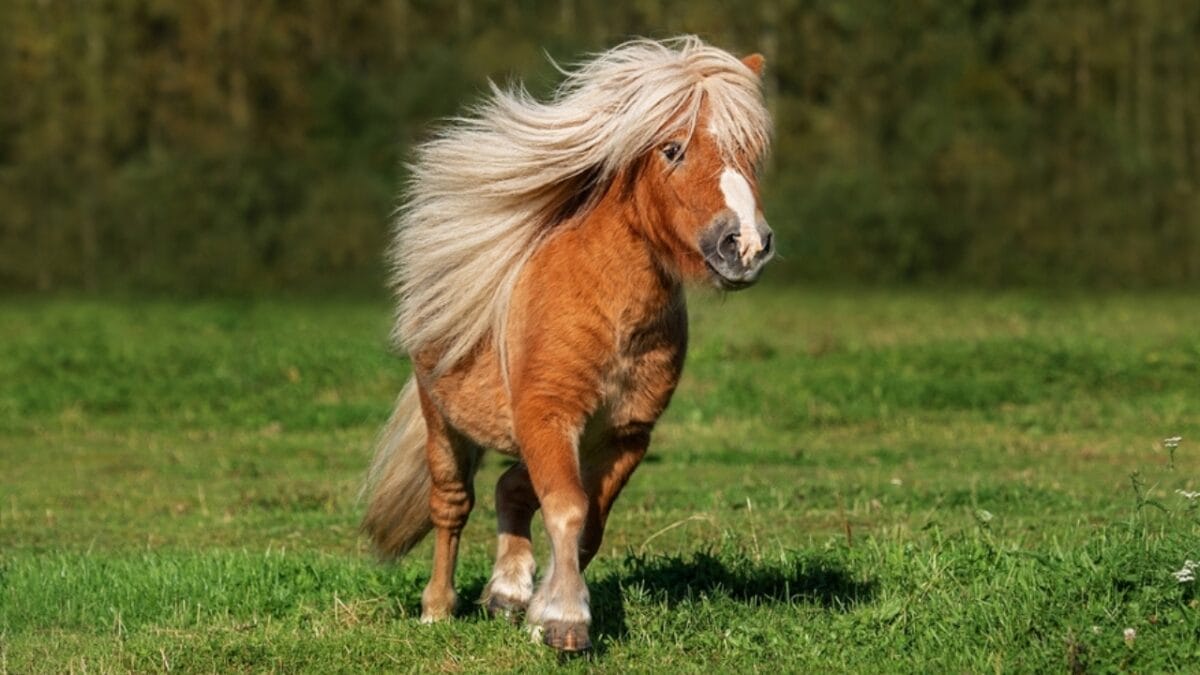 15 Enduring Horse Breeds with Lifespans as Strong as Their Spirit 12 15 Enduring Horse Breeds with Lifespans as Strong as Their Spirit - shetland pony ss2133328369