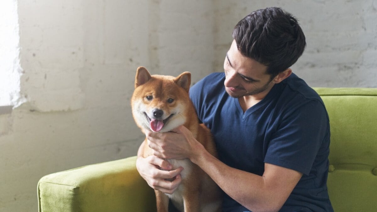 8 Dog Breeds That Look Like Coyote Clones 10 8 Dog Breeds That Look Like Coyote Clones - shiba inu ss608613311