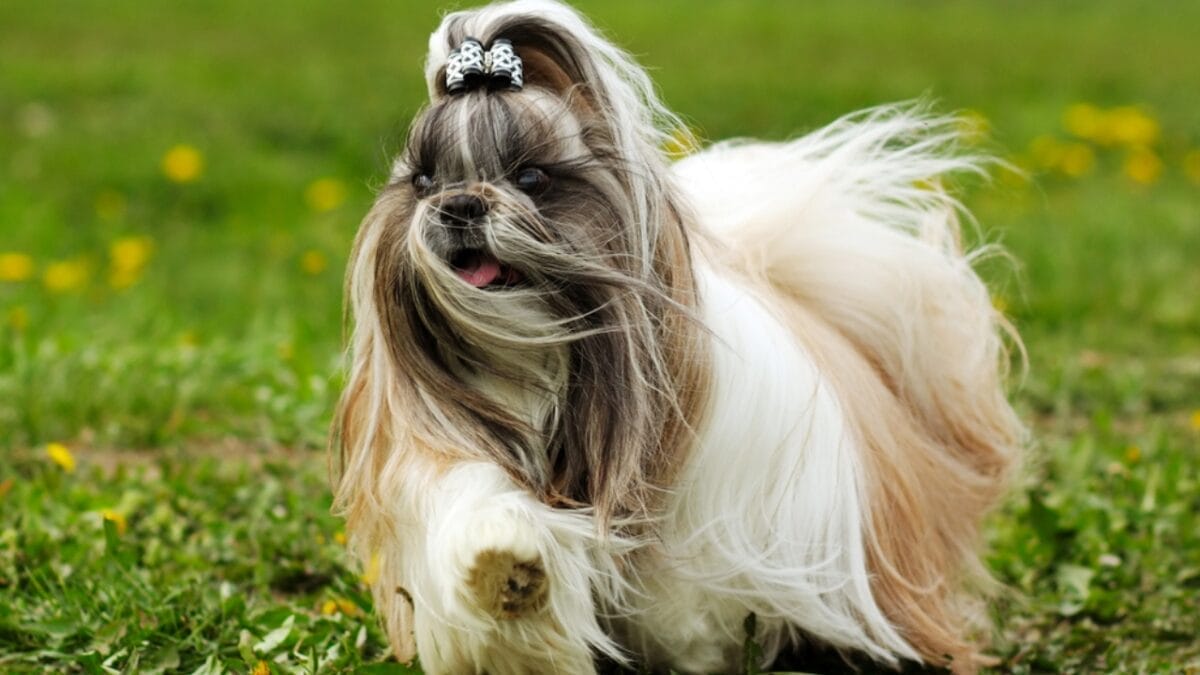 23 Dogs That Thrive on Love and Attention 14 23 Dogs That Thrive on Love and Attention - shih tzu dog dp102634426
