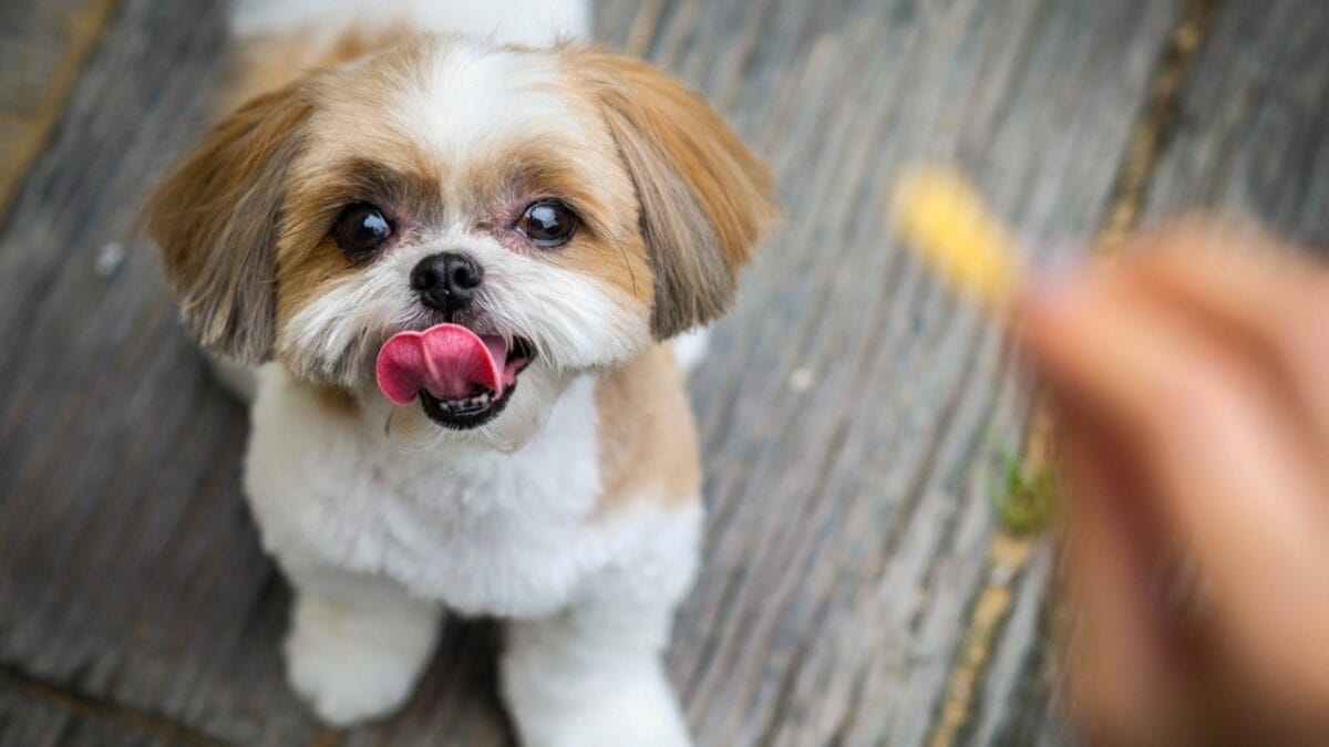 Dog Breeds: All Types from Small to Giant, Personalities & Characteristics 112 Dog Breeds: All Types from Small to Giant, Personalities & Characteristics - shih tzu dog is looking snack ss691724566