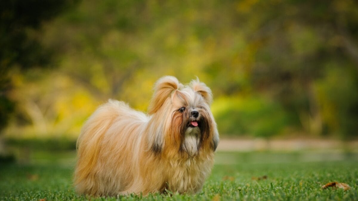 9 Shih Tzu Tips Every New Dog Parent Needs to Know 2 9 Shih Tzu Tips Every New Dog Parent Needs to Know - shih tzu ss1124417876