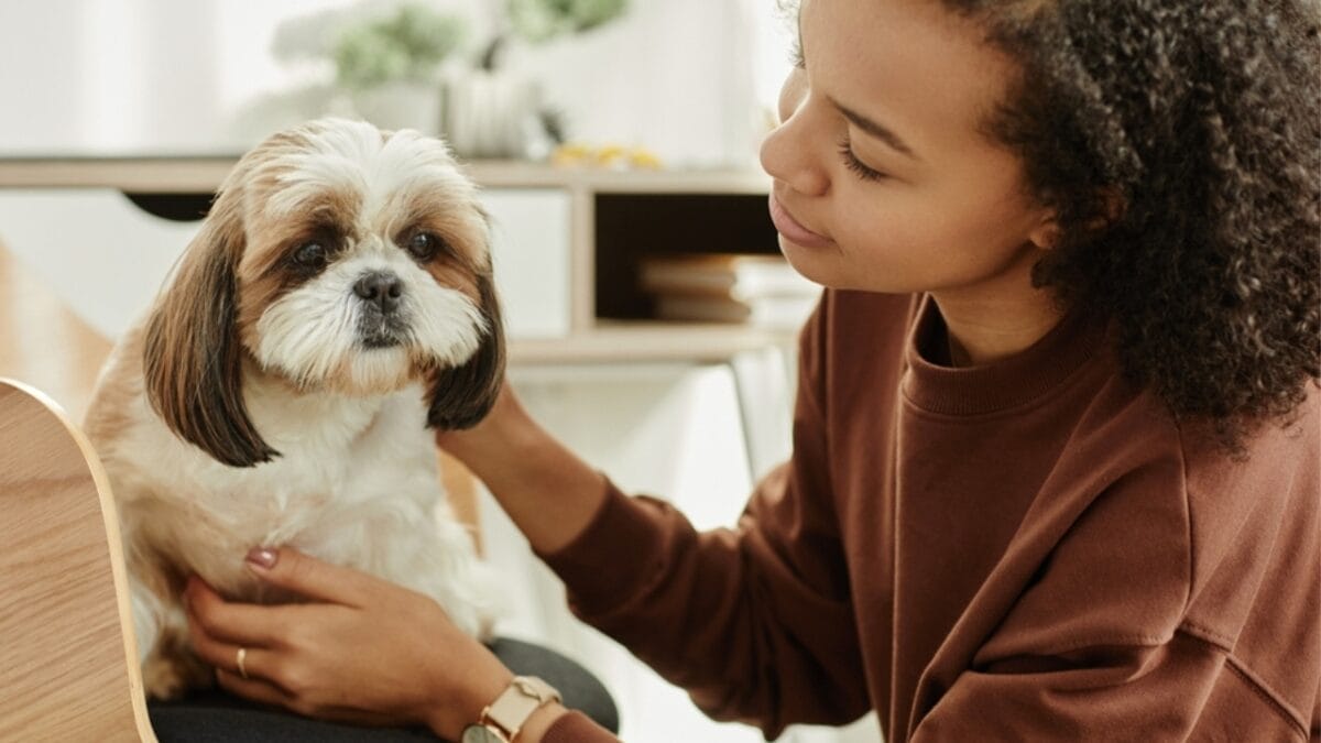 These 17 Dog Breeds are Perfect for Snuggling & Emotional Support - shih tzu ss2306664241