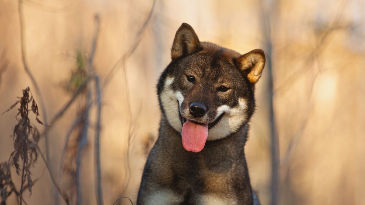 Behavior Study Highlights Japan's 9 Most Popular Dog Breeds 5 Behavior Study Highlights Japan's 9 Most Popular Dog Breeds - shikoku ss1563008545