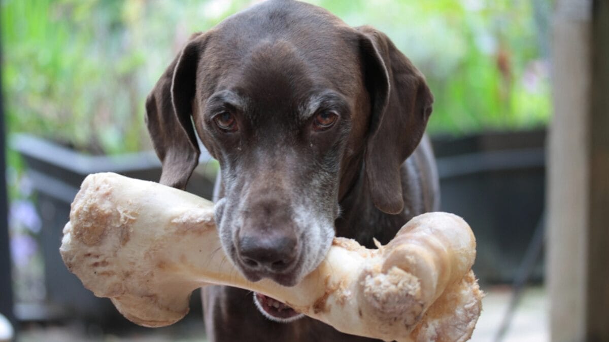 10 Common Misconceptions about German Shorthaired Pointers - shorthair pointer dog eating bone dp1768649