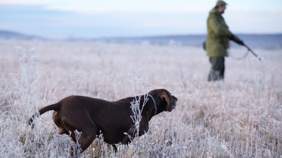 10 Common Misconceptions about German Shorthaired Pointers 4 10 Common Misconceptions about German Shorthaired Pointers - shorthair pointer dog hunting dp432938108