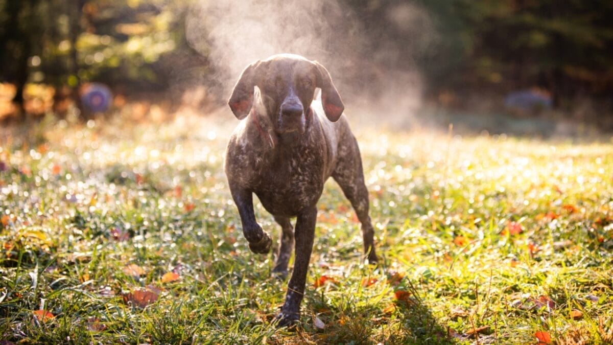 10 Common Misconceptions about German Shorthaired Pointers - shorthair pointer dog in forest dp419830538