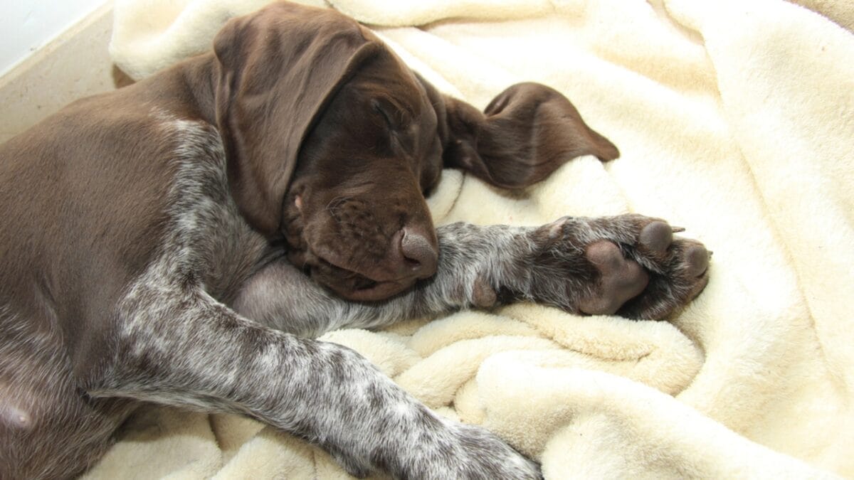 10 Common Misconceptions about German Shorthaired Pointers - shorthair pointer dog lying towel dp72976527