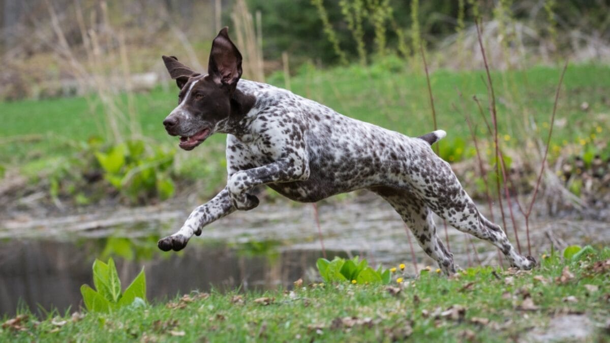10 Common Misconceptions about German Shorthaired Pointers - shorthair pointer dog running dp61120169