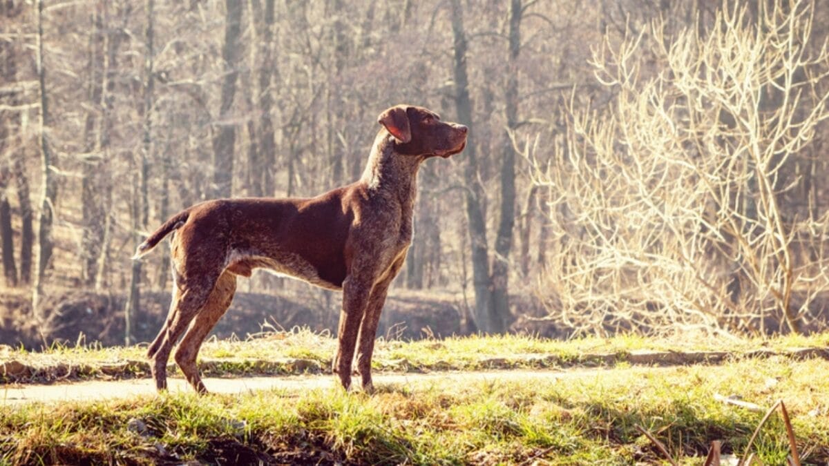 10 Common Misconceptions about German Shorthaired Pointers - shorthair pointer dog standing forest dp63077111