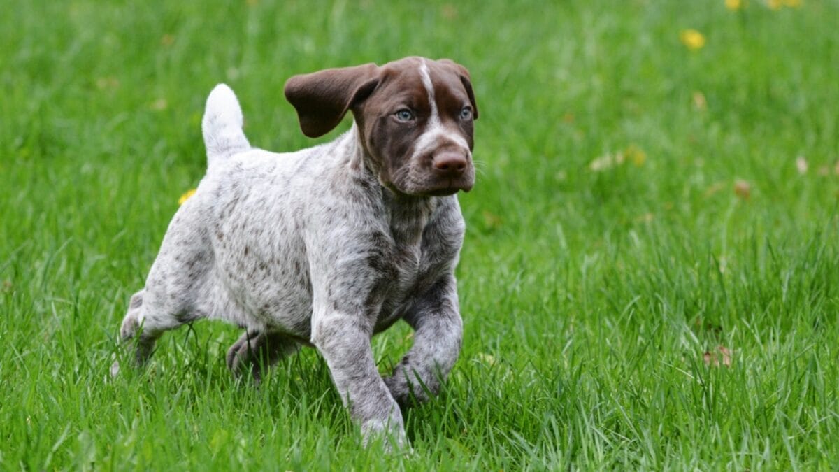 10 Common Misconceptions about German Shorthaired Pointers - shorthair pointer dog walking grass dp47790153