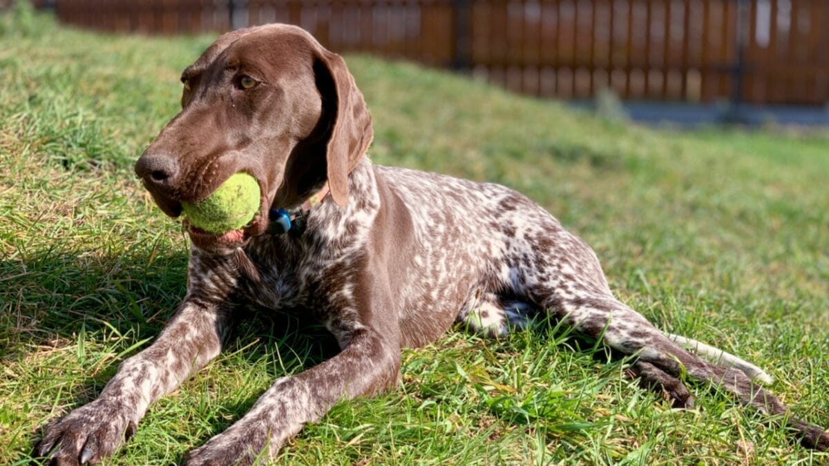 10 Common Misconceptions about German Shorthaired Pointers - shorthair pointer dog with ball dp315049806
