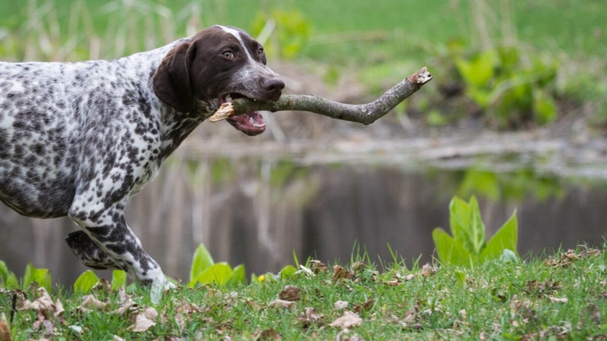 10 Common Misconceptions about German Shorthaired Pointers - shorthair pointer dog with stick dp61119171