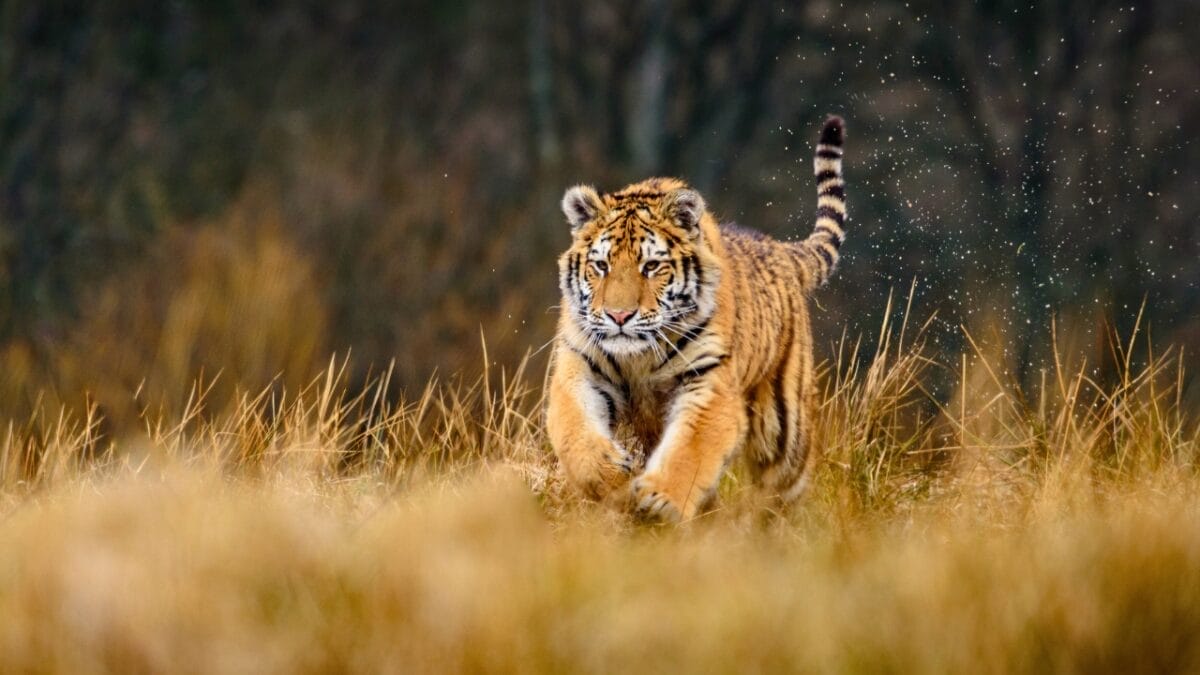 6 Predators That Can Hunt Wolves - siberian tiger ss633301532