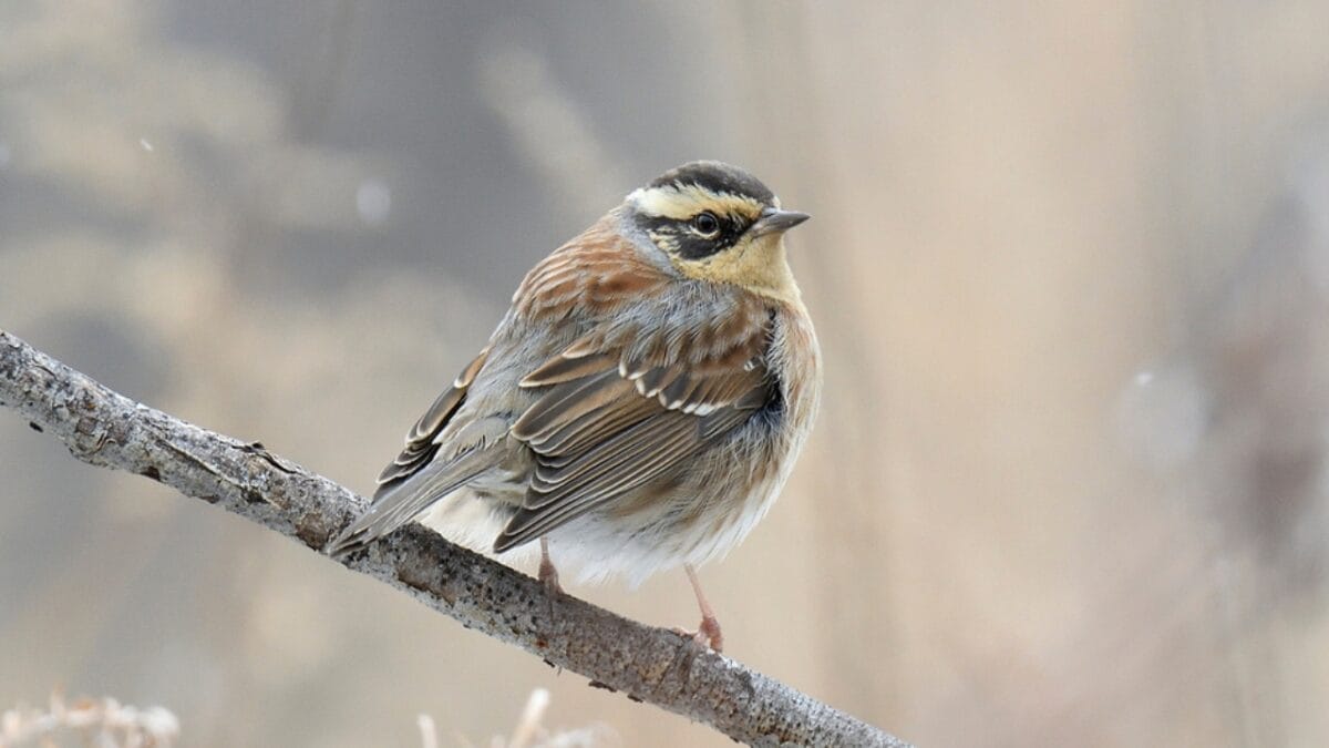 12 Stunning Gray Birds from Around the World 11 12 Stunning Gray Birds from Around the World - siberian accentor ss1883150188