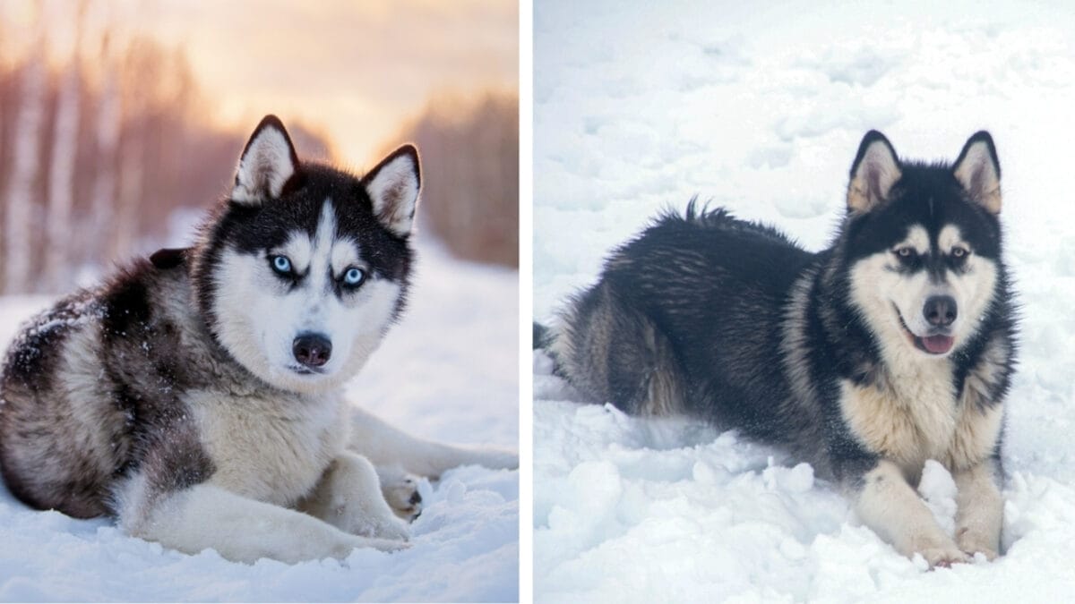 10 Pairs of Dog Breeds That Almost Look Identical - siberian and alaskan ss22615592252098939594