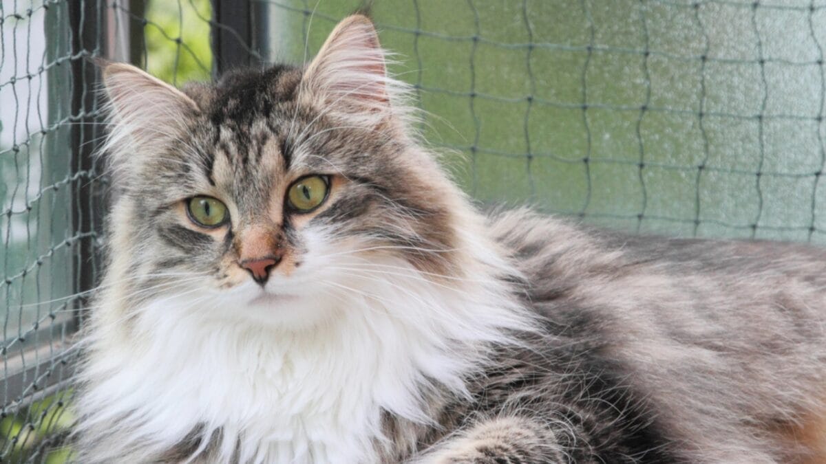 Meet the 16 Strongest Cat Breeds on the Planet - siberian cat dp30649709 1
