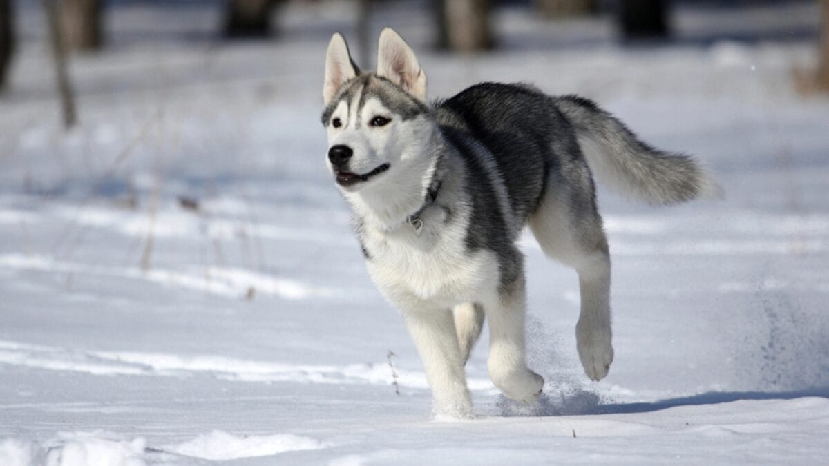 Before You Get a Husky: 13 Things That Might Make You Think Twice 8 Before You Get a Husky: 13 Things That Might Make You Think Twice - siberian husky dp2289131