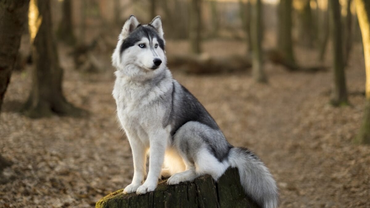23 Dog Breeds That Could Be Lifesavers in a Zombie Apocalypse - siberian husky in tree ss558432511