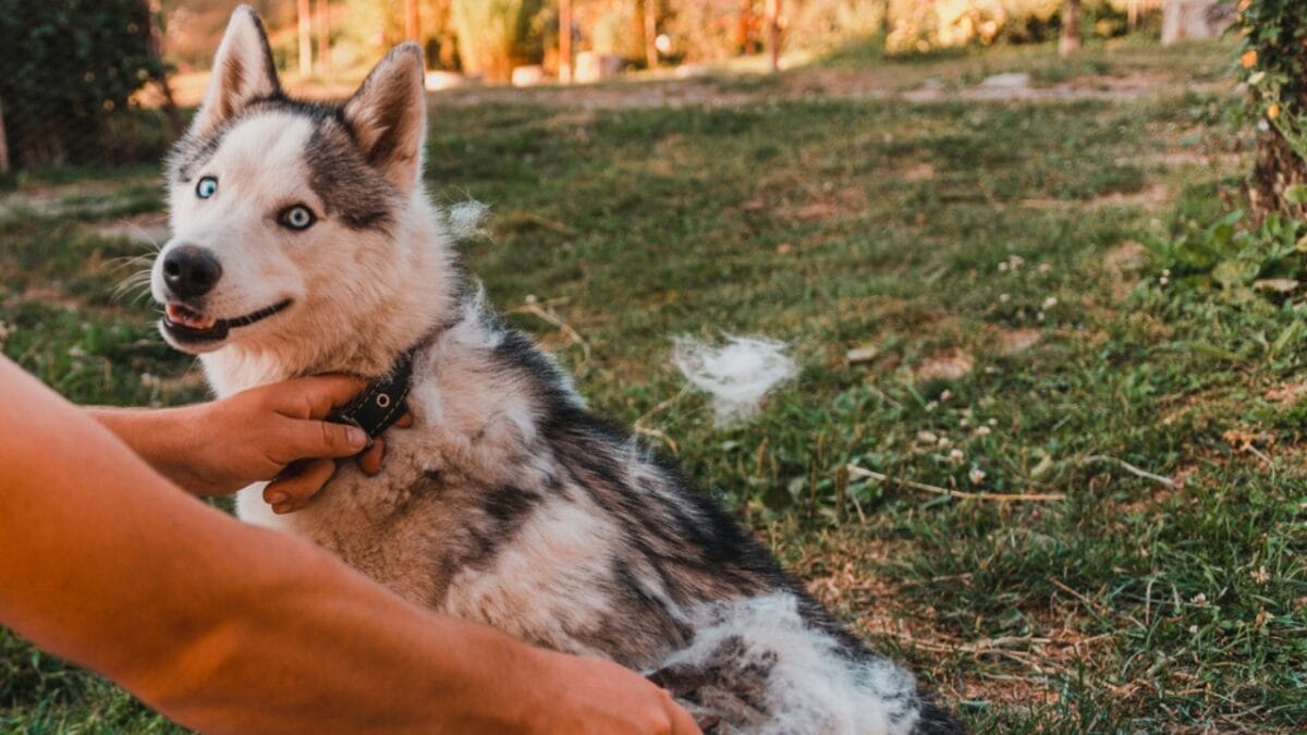 Before You Get a Husky: 13 Things That Might Make You Think Twice 10 Before You Get a Husky: 13 Things That Might Make You Think Twice - siberian husky ss1873258642