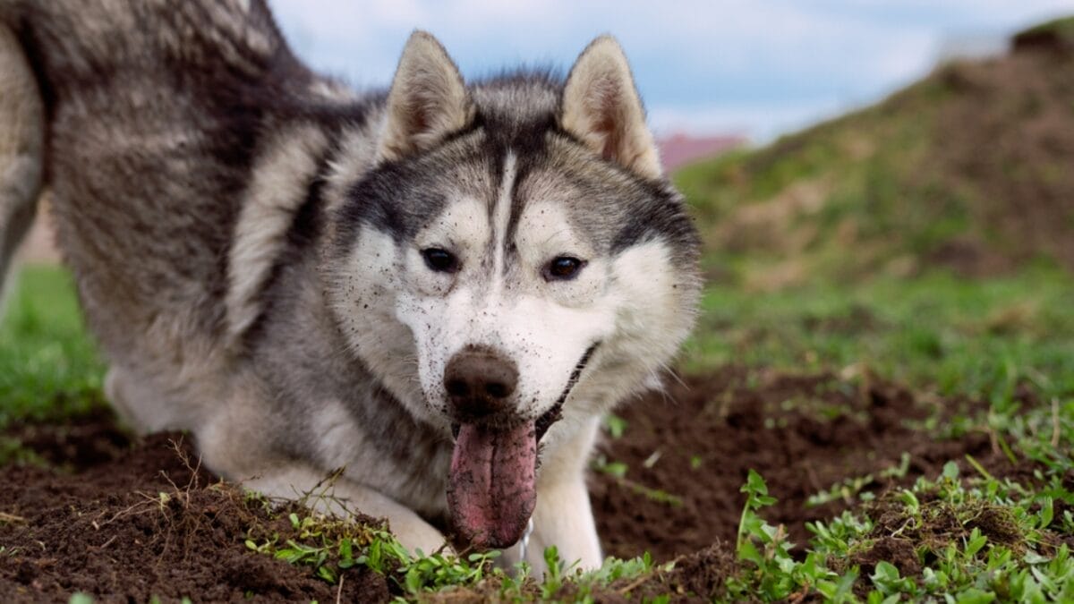 Before You Get a Husky: 13 Things That Might Make You Think Twice 2 Before You Get a Husky: 13 Things That Might Make You Think Twice - siberian husky ss1964841874