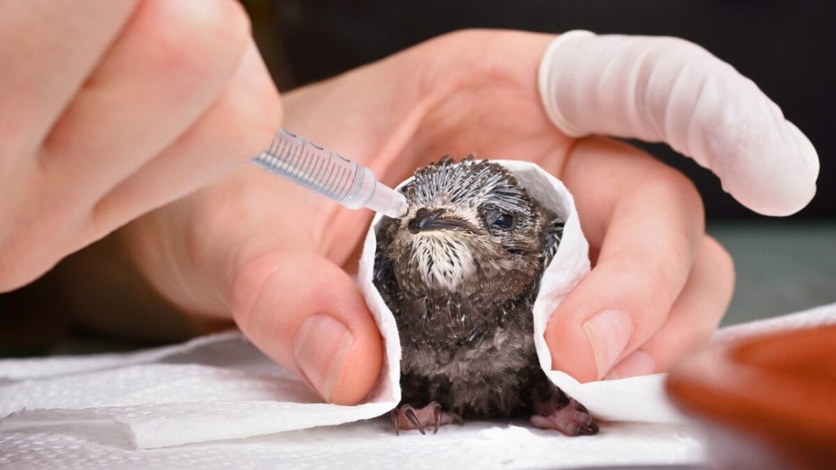7 Dangers Threatening Hummingbirds - sick bird ss2155945797