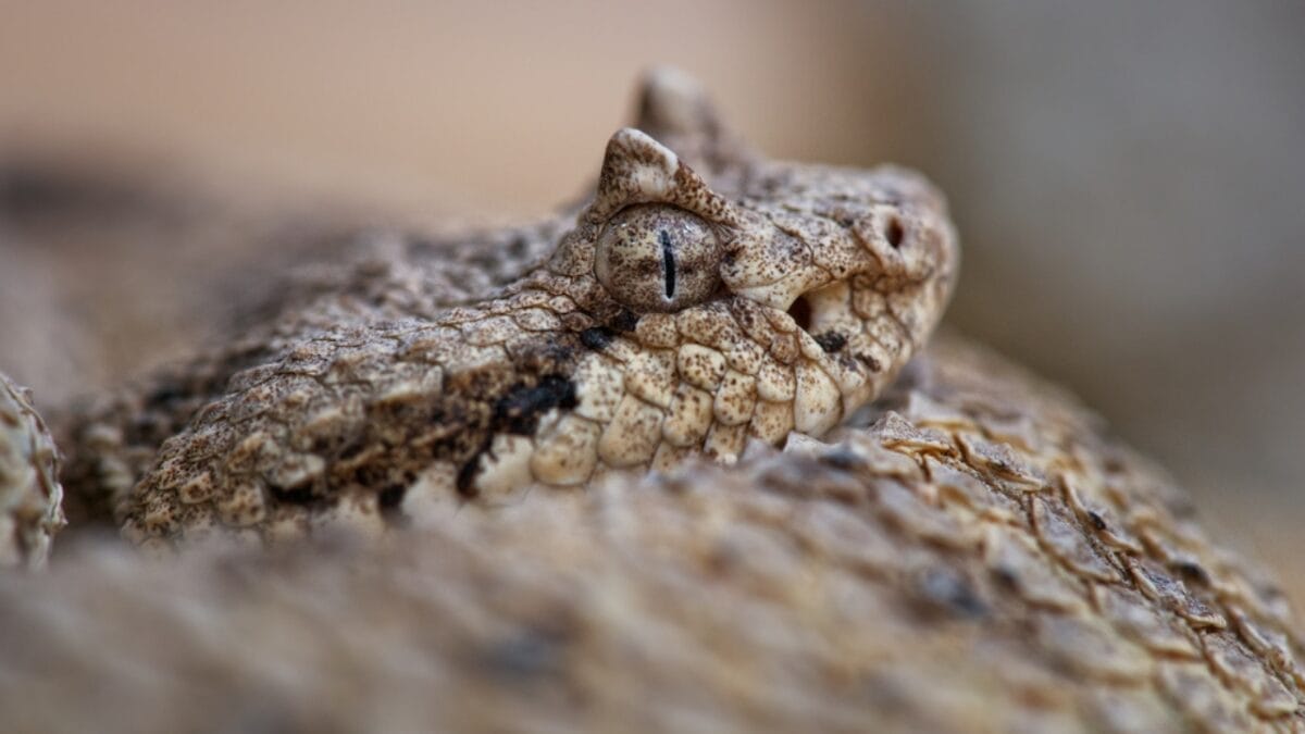 30 Rattlesnake Species from Around the Globe: Majority in U.S. 6 30 Rattlesnake Species from Around the Globe: Majority in U.S. - sidewinder rattlesnake dp347420534