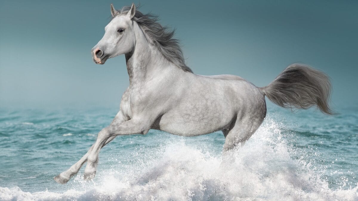 A Closer Look at Horse Colors: From Uncommon Shades to Everyday Favorites - silver dapple horse running sea dp644050206