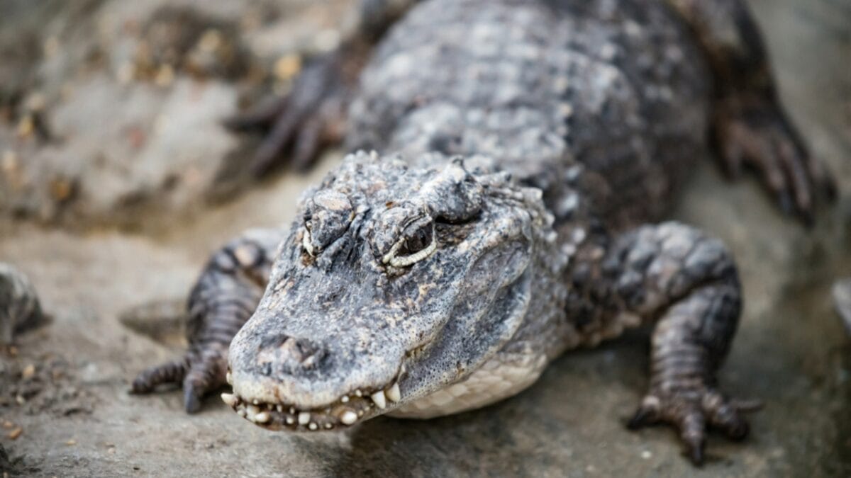 10 Largest Alligator Species Ever Recorded 10 10 Largest Alligator Species Ever Recorded - sinensis ss1228186195