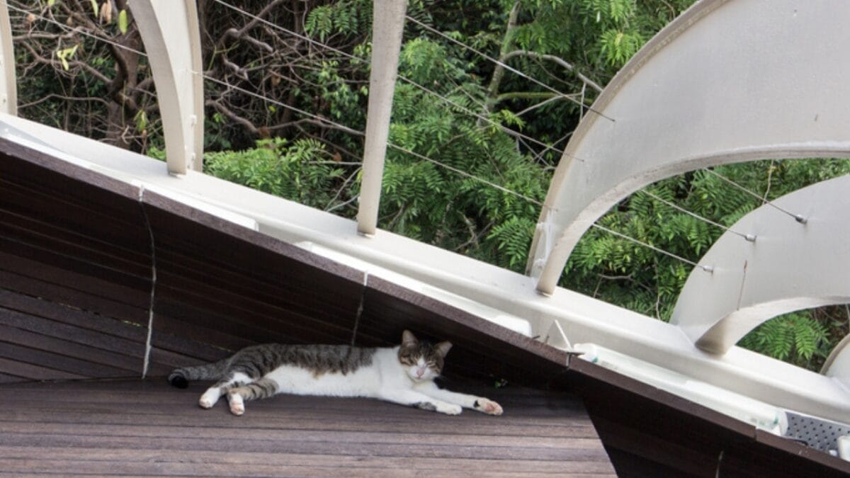 10 Cat-Friendly Cities Around the World 6 10 Cat-Friendly Cities Around the World - singapore with cat ss763382995