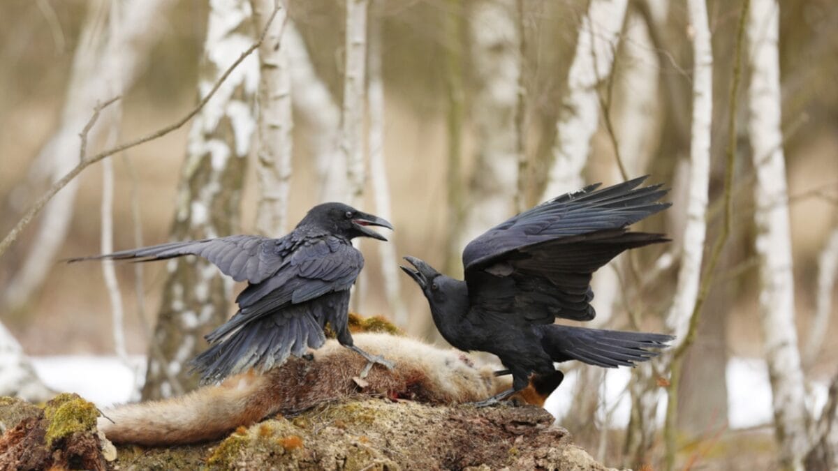 10 Ways to Tell Crows & Ravens Apart - size matters ss1746535835
