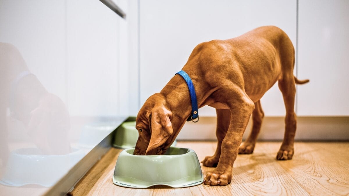 10 Signs Your Dog Is Unhappy 8 10 Signs Your Dog Is Unhappy - skinny dog eating kibble ss1640746705