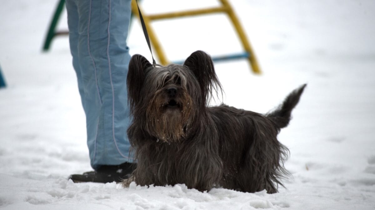 31 Endangered Dog Breeds at Risk of Disappearing 25 31 Endangered Dog Breeds at Risk of Disappearing - skye terrier ss1313212076