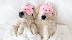 10 Calmest Dog Breeds to Share Your Home With 1 10 Calmest Dog Breeds to Share Your Home With - sleeping goldens ss1678033711