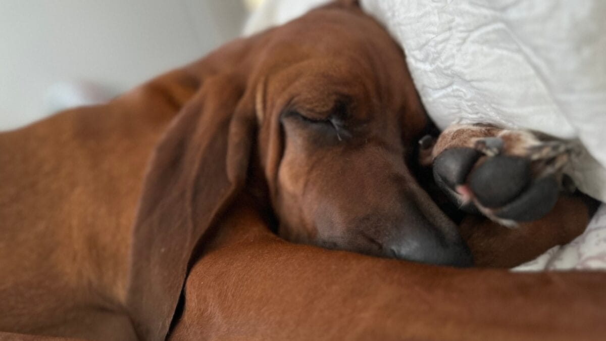 6 Tips for Socializing Your Redbone Coonhound (Great for Any Dog Breed) 2 6 Tips for Socializing Your Redbone Coonhound (Great for Any Dog Breed) - sleeping redbone coonhound dog ss2371625767