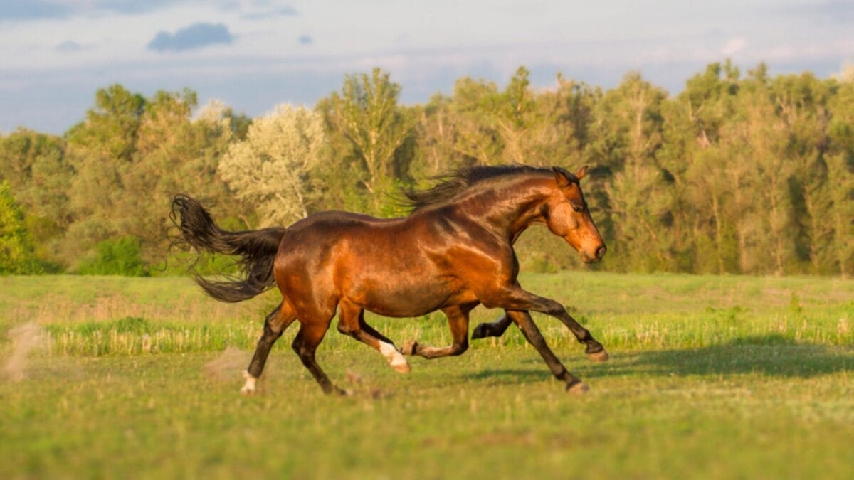 25 Legendary Animals of Norse Mythology - slepnir ss277896488