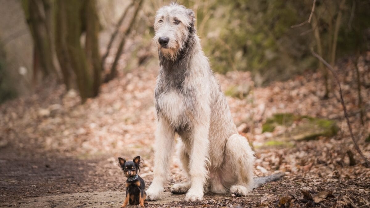 11 Dog Myths People Don't Realize are Wrong - small and giant dog ss759344008