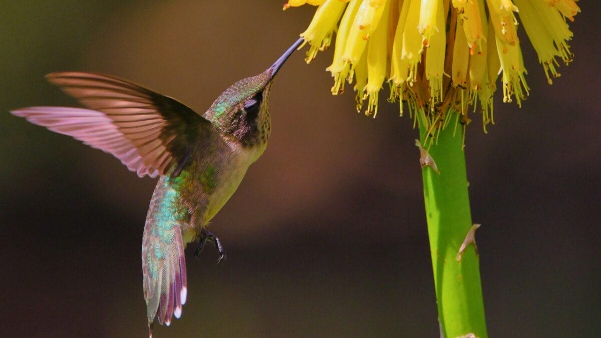 Meet the Bee Hummingbird: The Tiny Avian Marvel of Cuba 6 Meet the Bee Hummingbird: The Tiny Avian Marvel of Cuba - small bee hummingbird ss2358744573