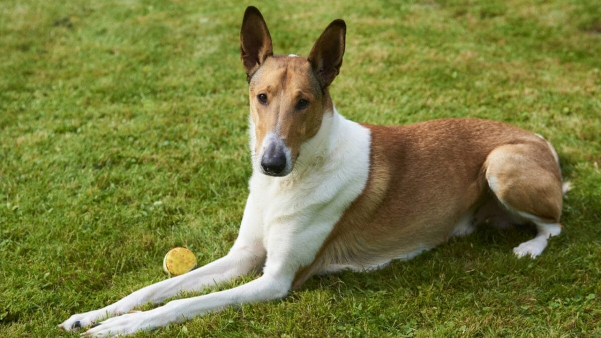31 Endangered Dog Breeds at Risk of Disappearing 5 31 Endangered Dog Breeds at Risk of Disappearing - smooth collie ss448474429