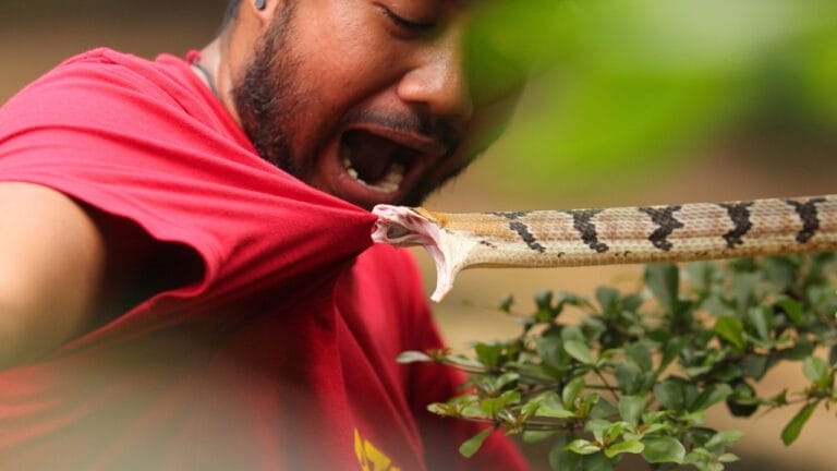 5 States Where Over 7,000 Venomous Snake Bites Happen Every Year - snake bite ss1704768385