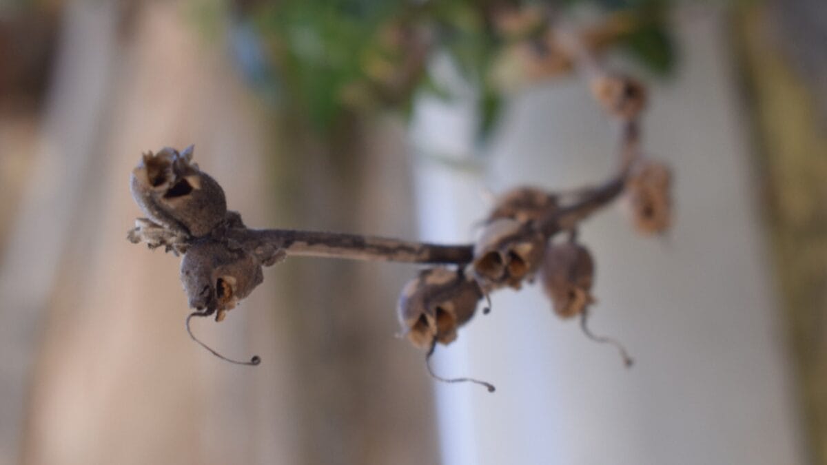 15 Bizarre Plants That Look Like They Belong in a Zoo 15 15 Bizarre Plants That Look Like They Belong in a Zoo - snapdragon seed pod ss1554539588