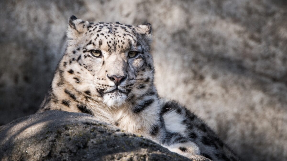 12 of the Most Beautiful Animals in the World - snow leopard ss264034520