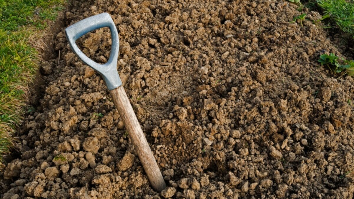 Want to Grow Elderberries? Here's How to Do It Right 3 Want to Grow Elderberries? Here's How to Do It Right - soil quality ss136063175