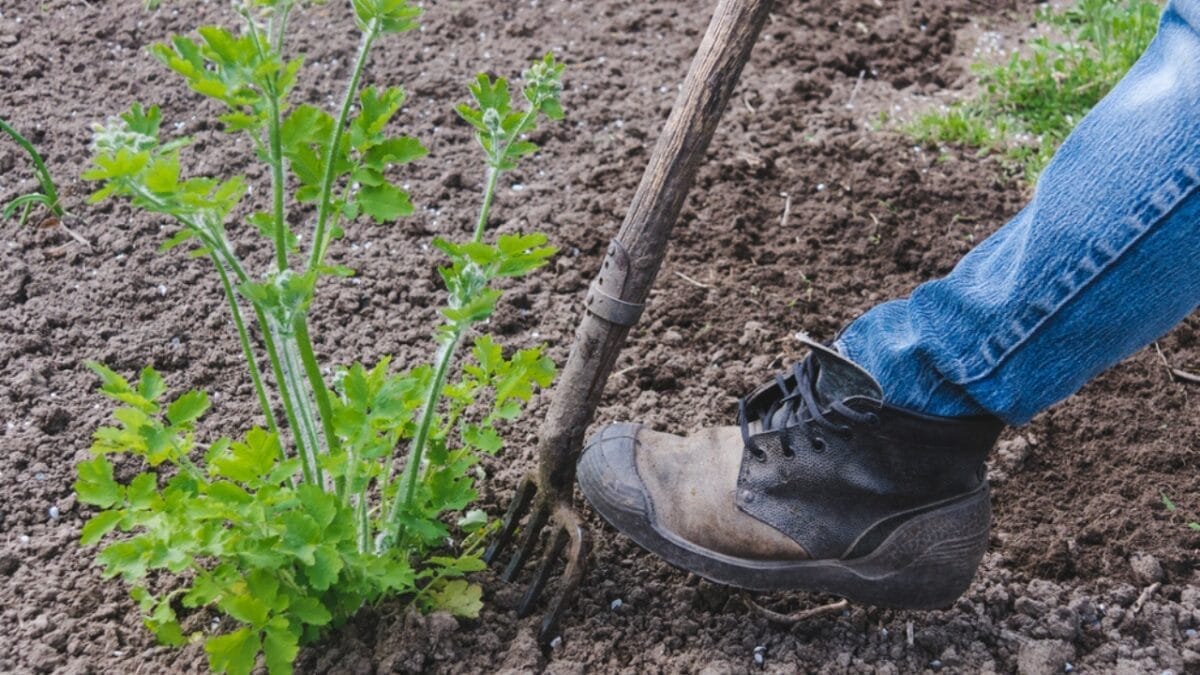 Want to Grow Elderberries? Here's How to Do It Right - soil tilling dp574590108
