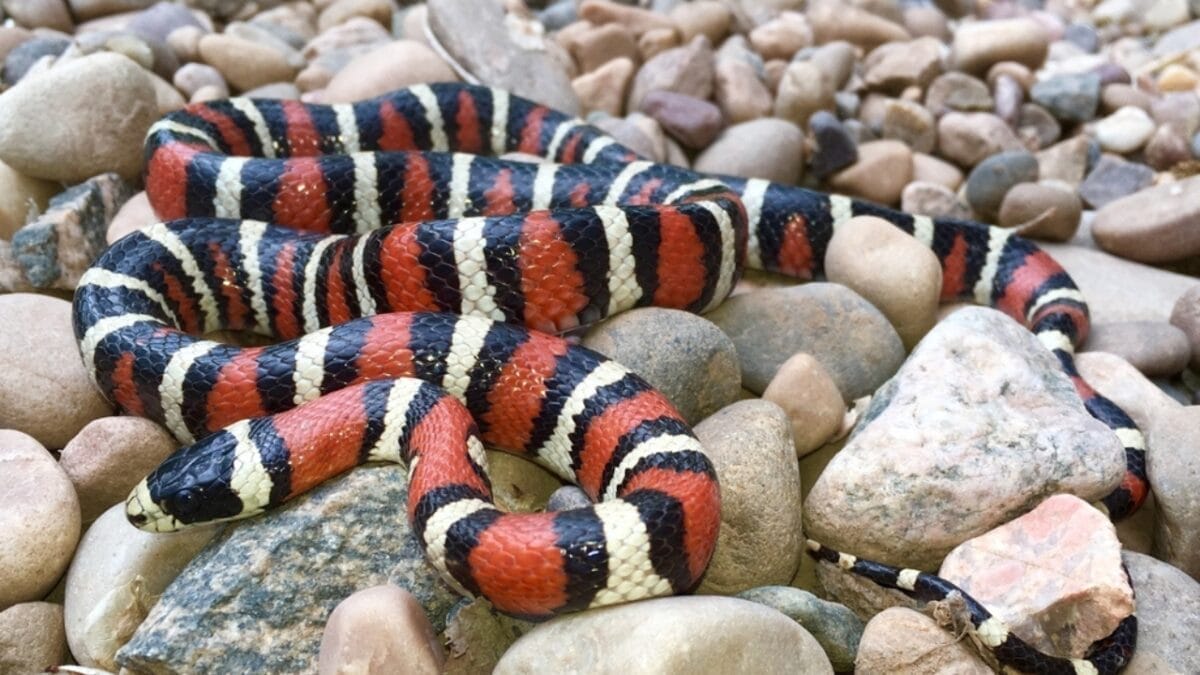 10 Surprisingly Friendly Snakes from Around the World 15 10 Surprisingly Friendly Snakes from Around the World - sonoran king snake ss508884598